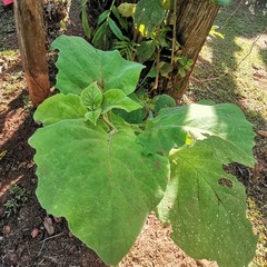 Smallanthus pyramidalis