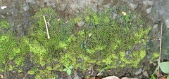 Phaeophyscia adiastola