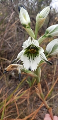 Chloraea bletioides