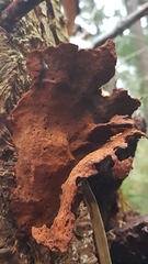 Hymenochaete rubiginosa