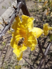 Diadasia