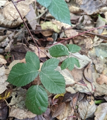 Rubus bifrons