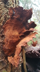 Hymenochaete rubiginosa