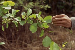 Cryptolepis buchananii