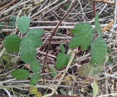 Rubus bifrons
