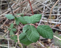Rubus bifrons