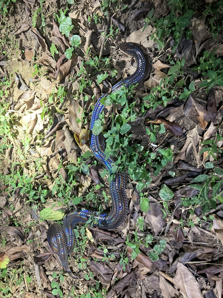 Asian Sunbeam Snake In November By Yexingcha Inaturalist