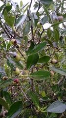Psidium cattleyanum