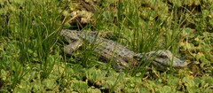 Caiman latirostris