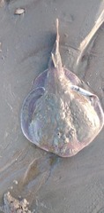 Discopyge tschudii