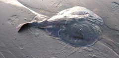 Discopyge tschudii