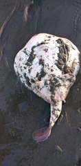 Discopyge tschudii