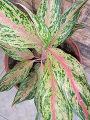 Aglaonema commutatum