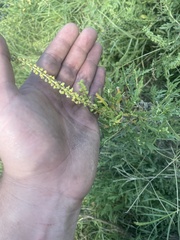 Ambrosia psilostachya