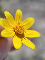 Bidens cabopulmensis