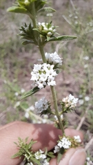 Lippia turbinata