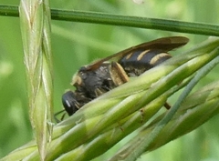 Lasioglossum