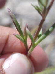 Bidens cabopulmensis