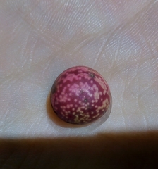 Kokkocynips