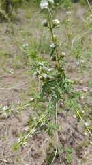 Lippia turbinata
