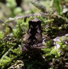 Rhinella margaritifera