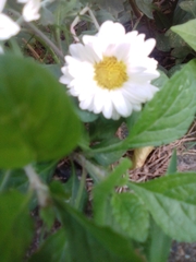 Anthemideae