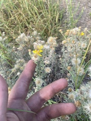 Heterotheca canescens