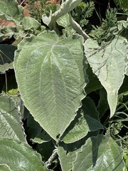 Helichrysum pallidum