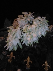 Mussaenda philippica