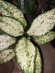 Aglaonema commutatum