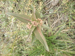 Asclepias mellodora