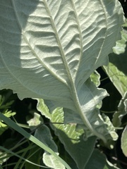 Helichrysum pallidum