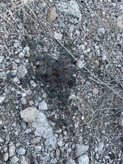 Dalea mollissima