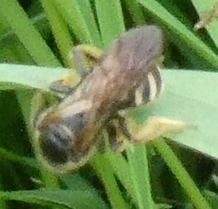 Lasioglossum
