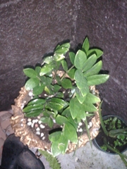 Zamioculcas