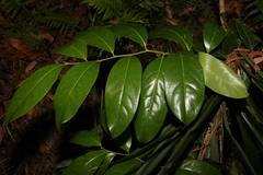 Celastrus subspicatus