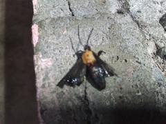 Ichoria demona