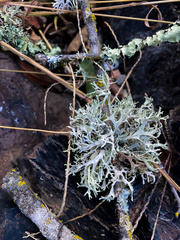 Evernia prunastri