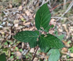 Rubus bifrons