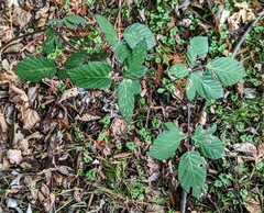 Rubus bifrons