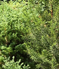 Juniperus rigida