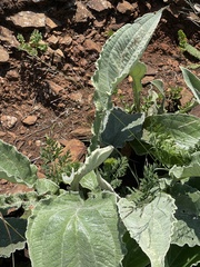 Helichrysum pallidum