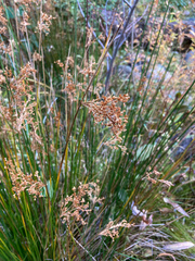 Juncus effusus