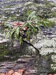 Polypodium virginianum