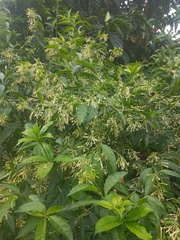 Cestrum nocturnum