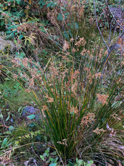 Juncus effusus