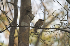 Malacoptila striata minor