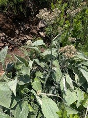 Helichrysum pallidum