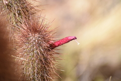 Cleistocactus