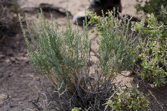 Neokochia americana